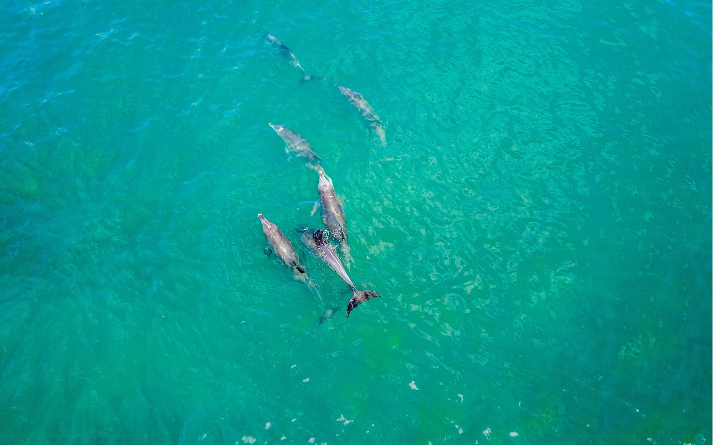 Dolphins Swimming In Indian Ocean