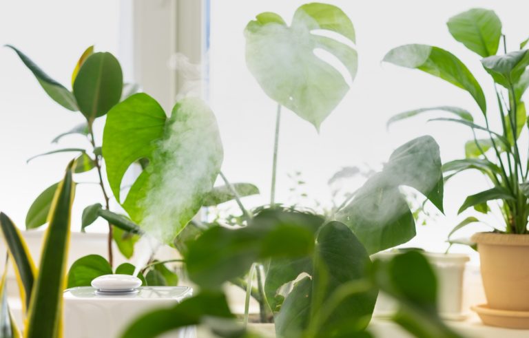 Humidifiers Have Huge Health Benefits — These Are Our Favorites