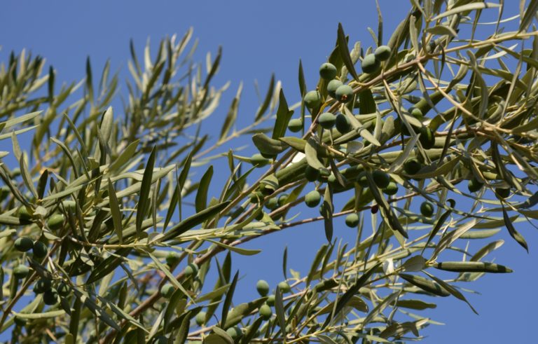 Why Quality Olive Oil Matters