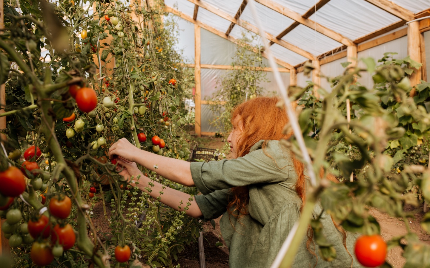 Red Haired Girl Picking Tomatoes Close Up