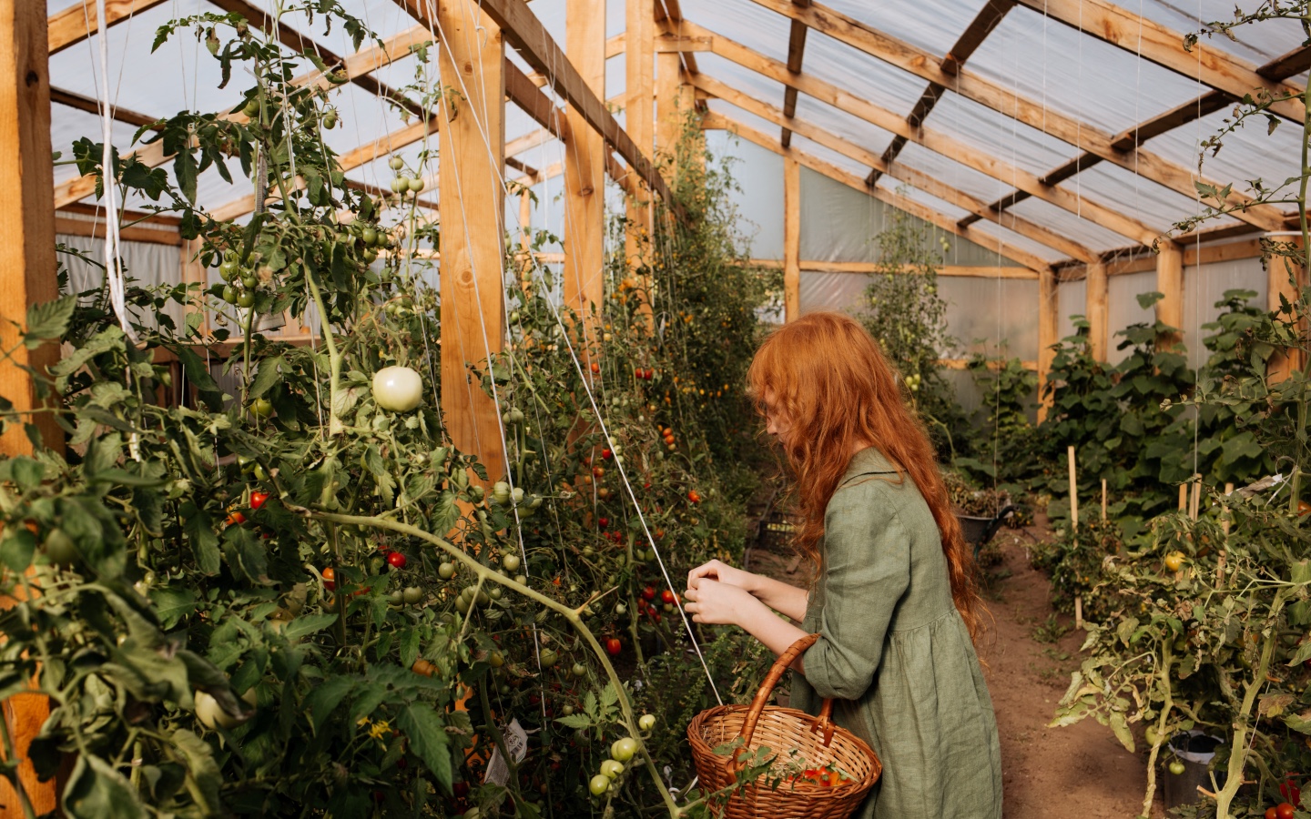 Red Haired Girl Picking Tomatoes In Greenhouse