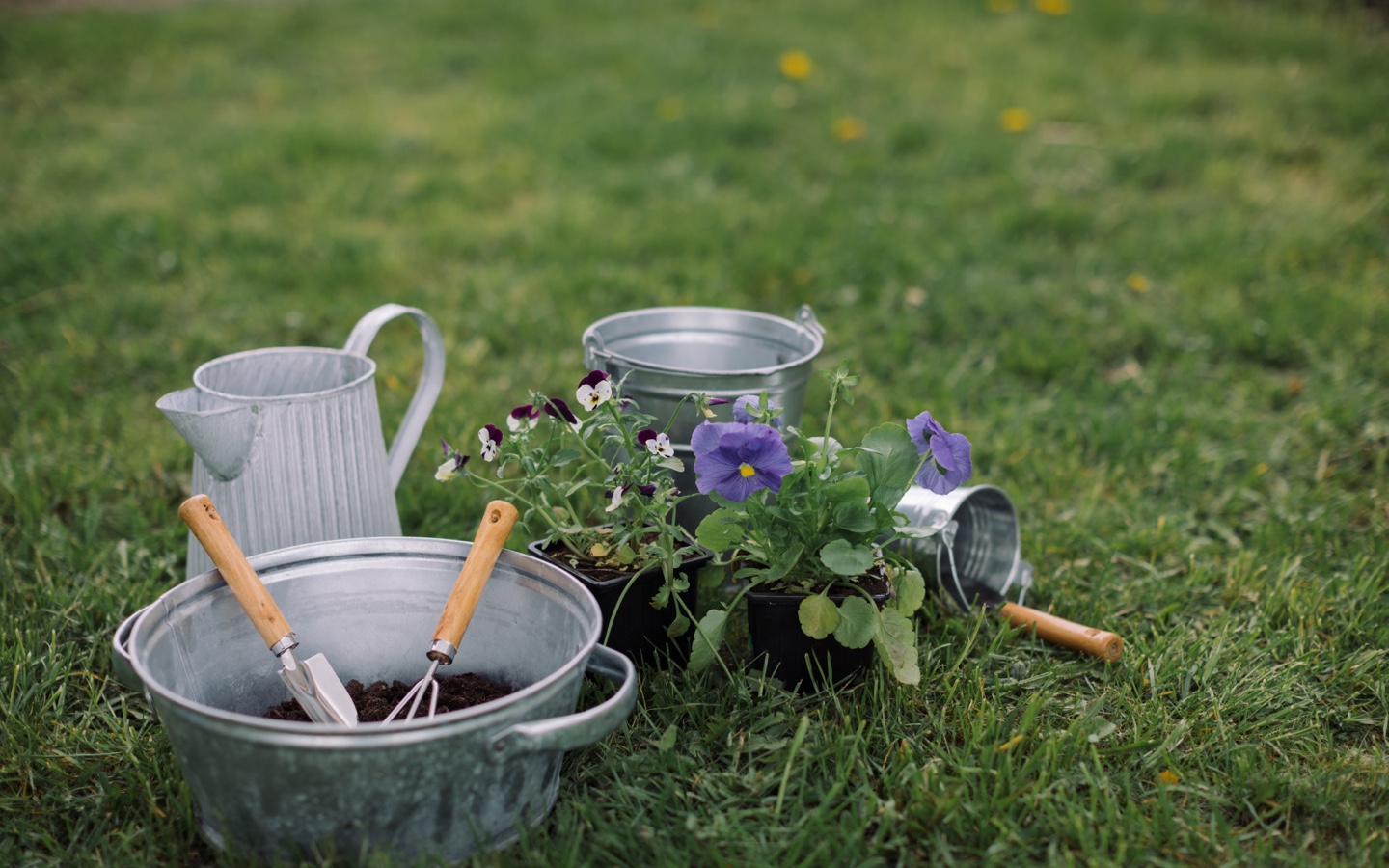 12 Edible Flowers to Grow at Home - PureWow