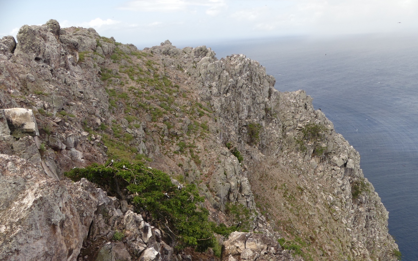 Redonda Before Rewilding