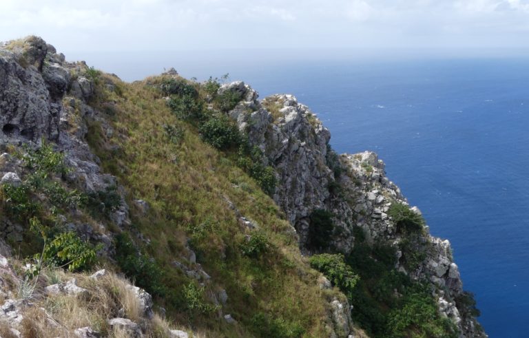 How Rewilding Redonda Island Saved Species From Extinction