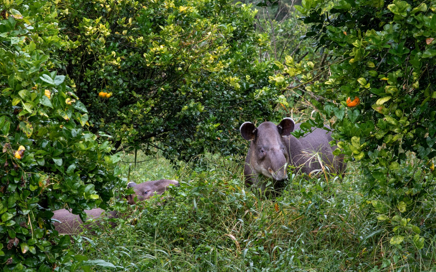 Two Baird's Tapirs In The Wild