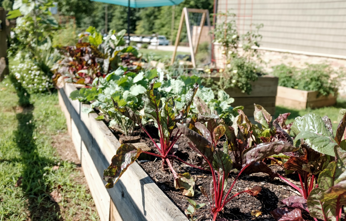 Home Vegetable Garden