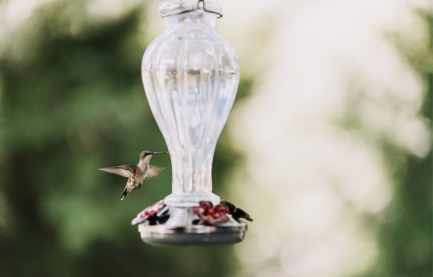 Hummingbird At Feeder