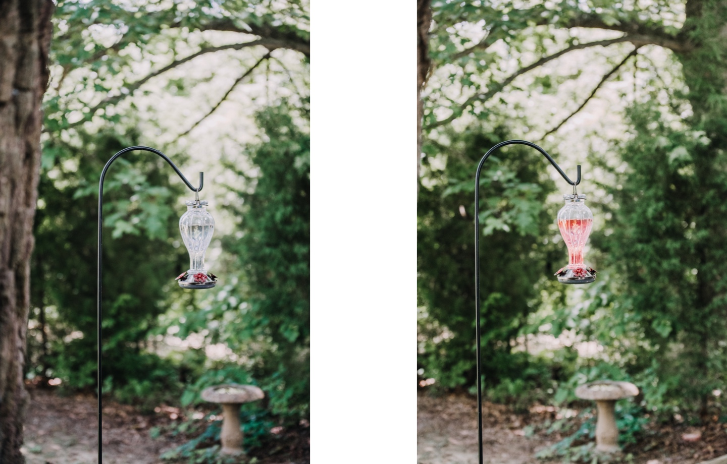 Hummingbird Feeder Filled With Sugar Water