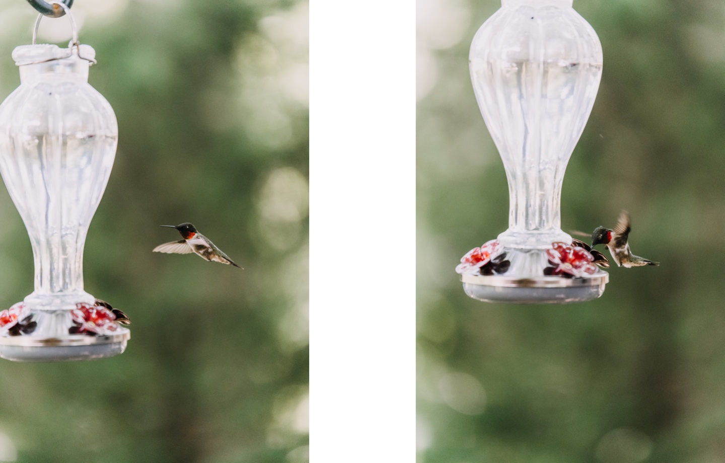 Hummingbird Flying To Feeder
