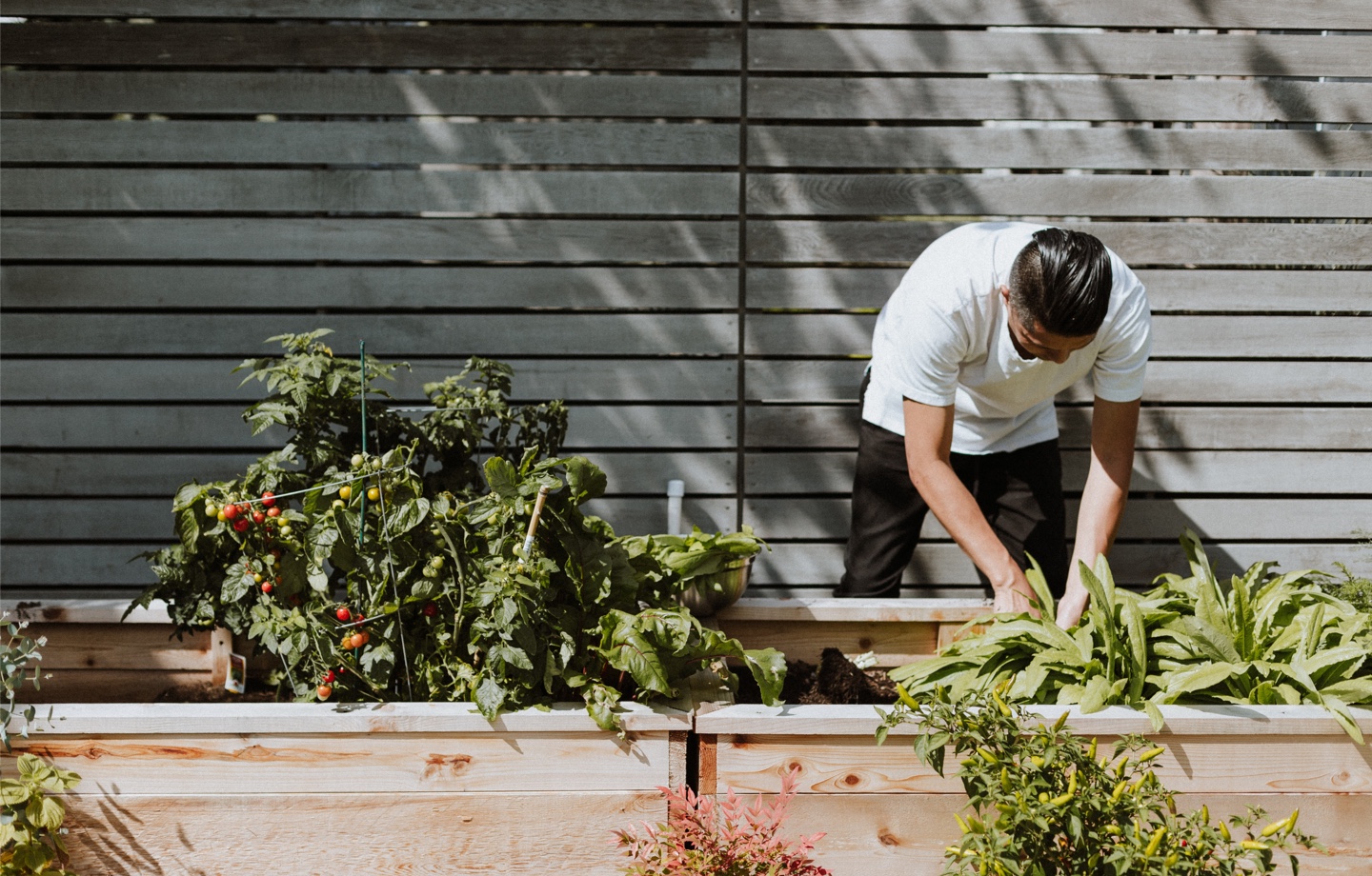 Man Tending To Vegetable Garden