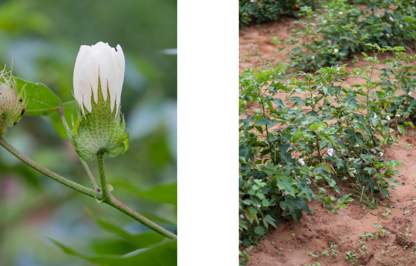 Avocado Organic Cotton Flowers