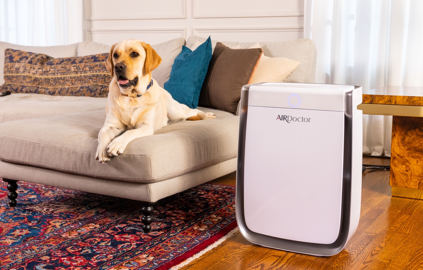 Dog Sitting Next to AirDoctor