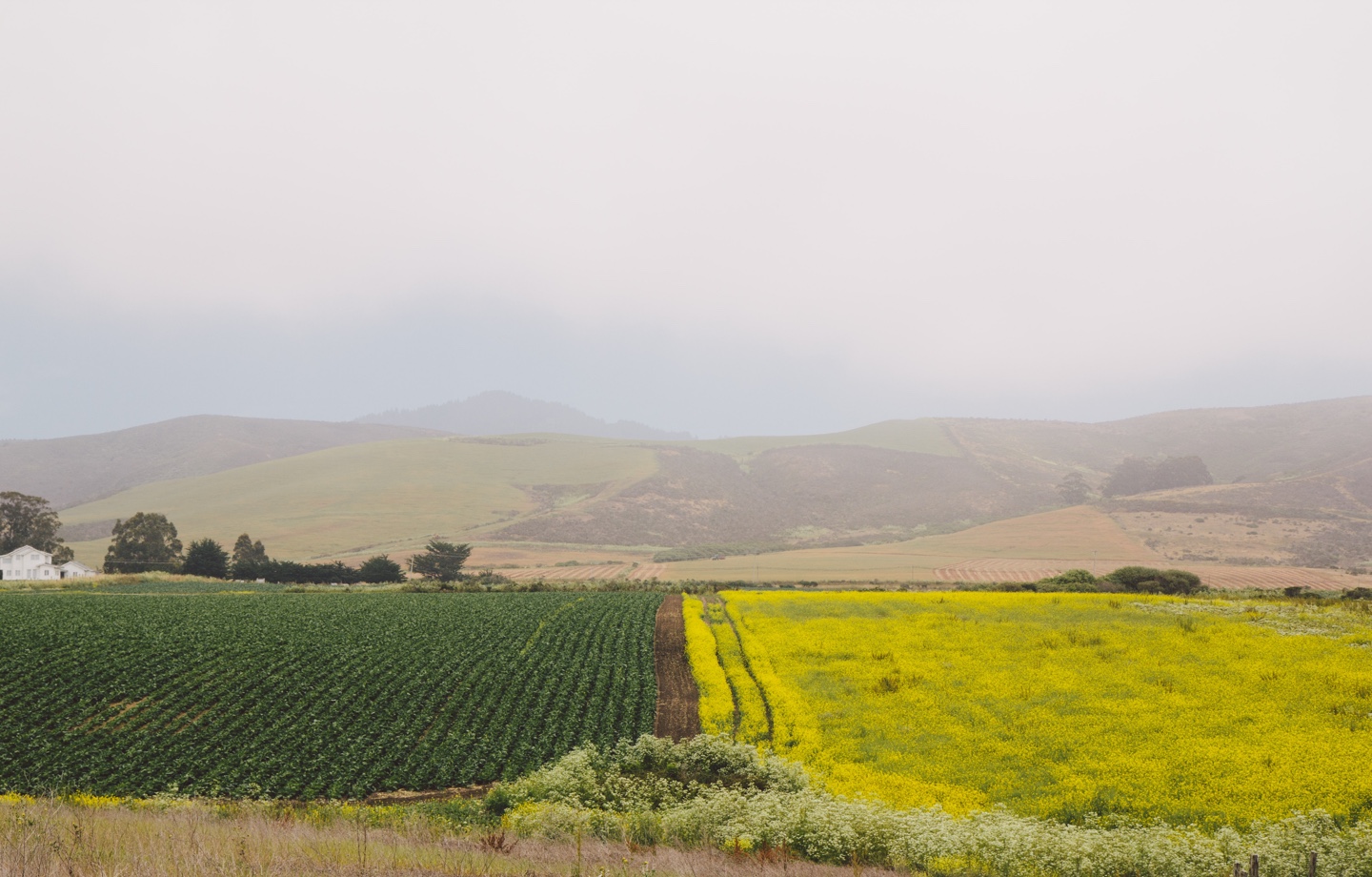 California Farm