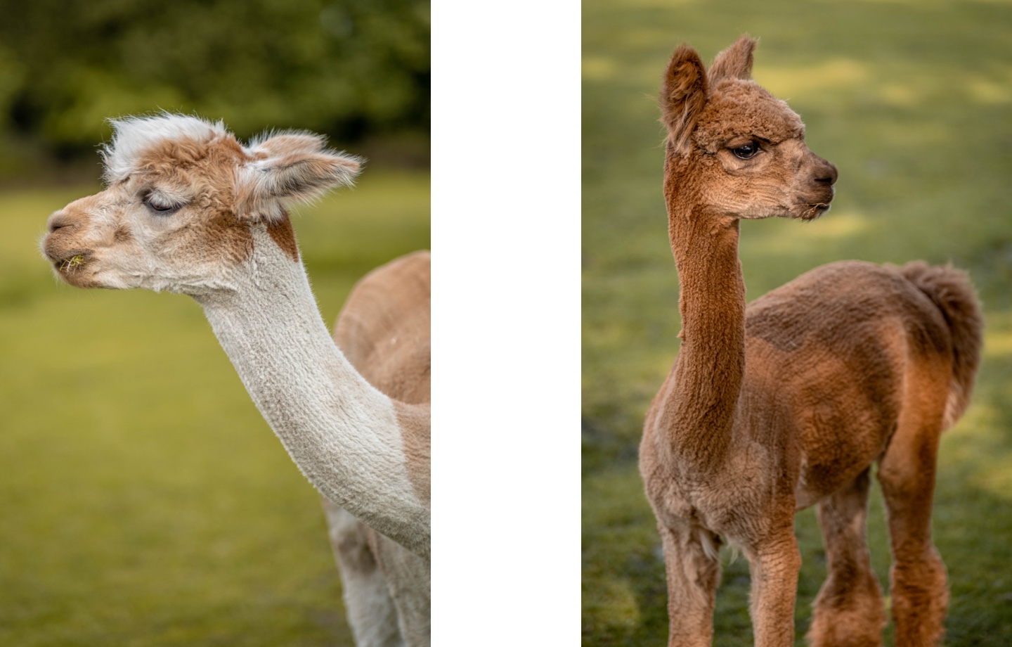 Why We Love Alpacas  Avocado Green® Magazine