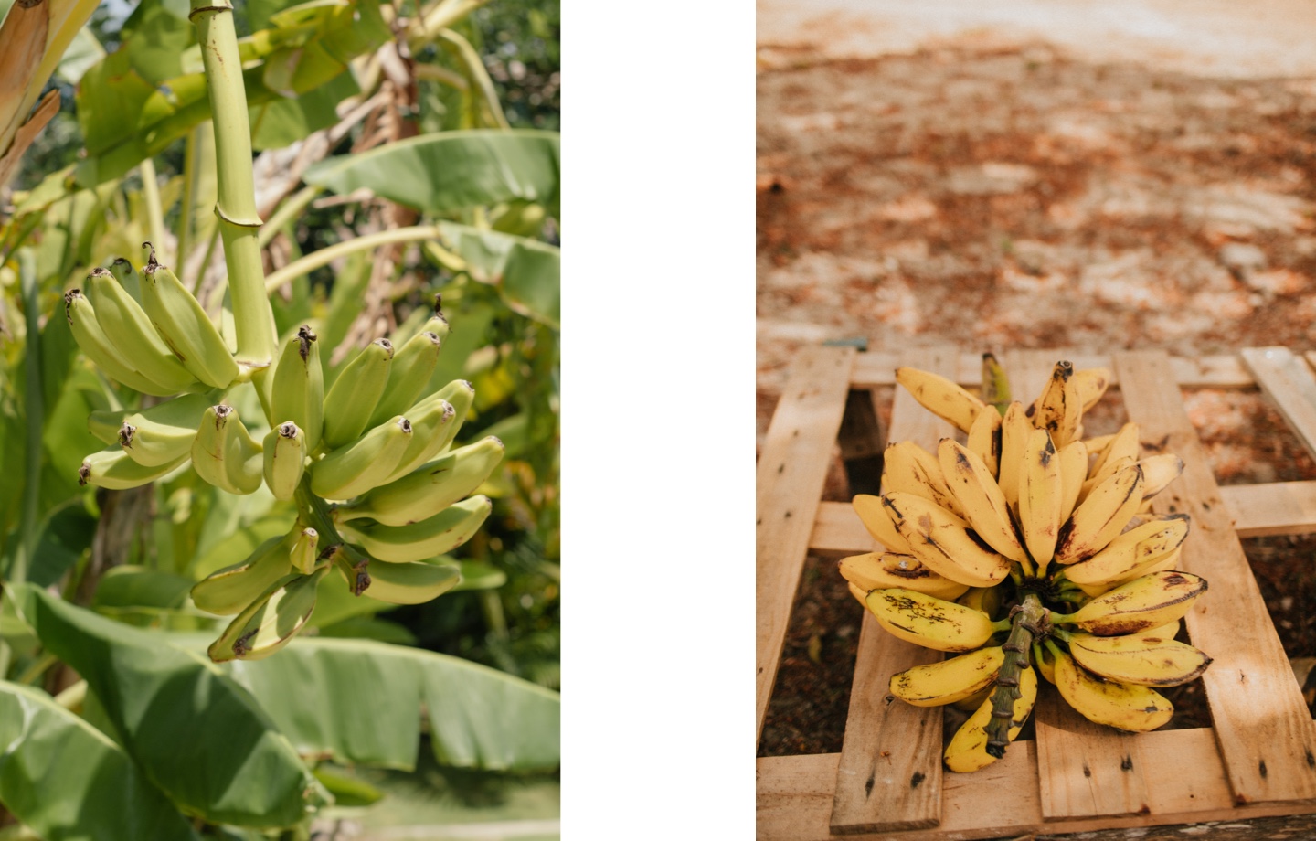 Under Ripe and Ripe Bananas