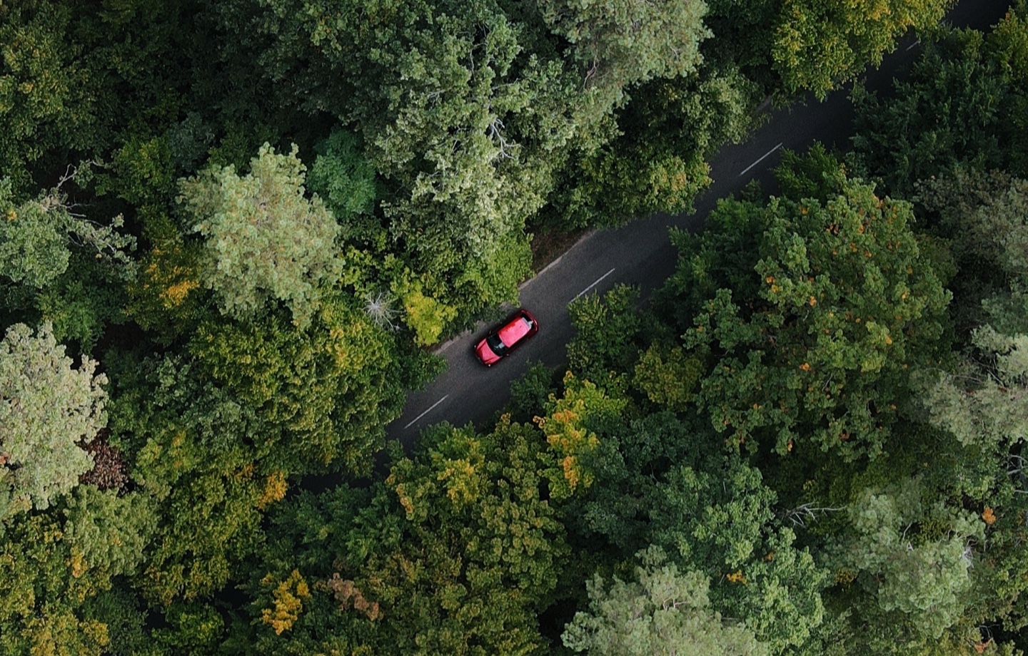 Car Driving In Forest