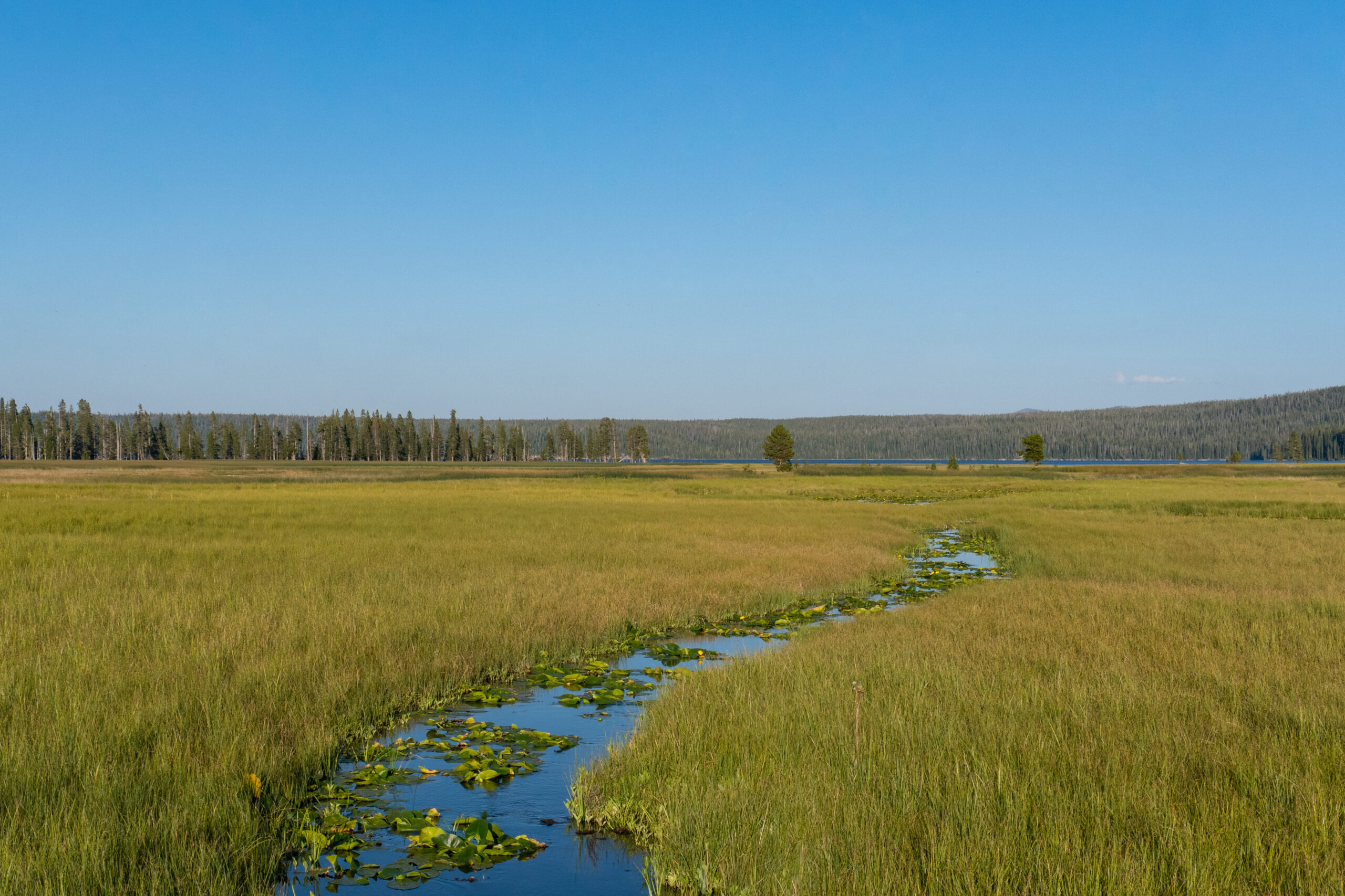 A stream with lily pads curves through a marsh toward a blue sky