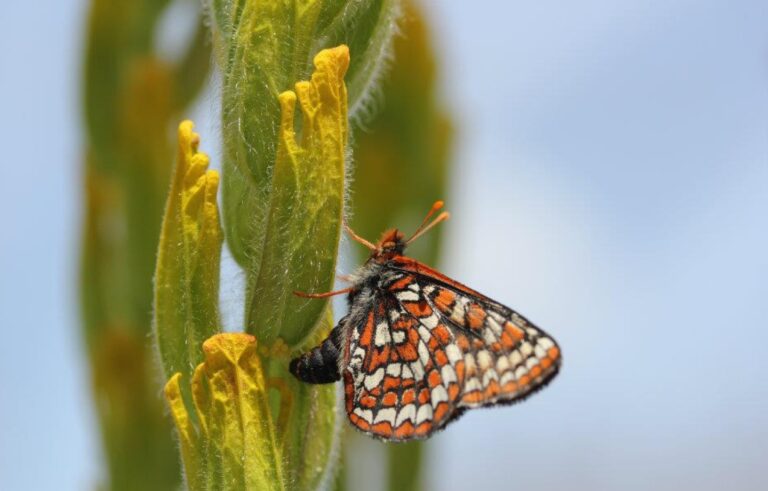 How an Endangered Butterfly Inspired Hope and Healing