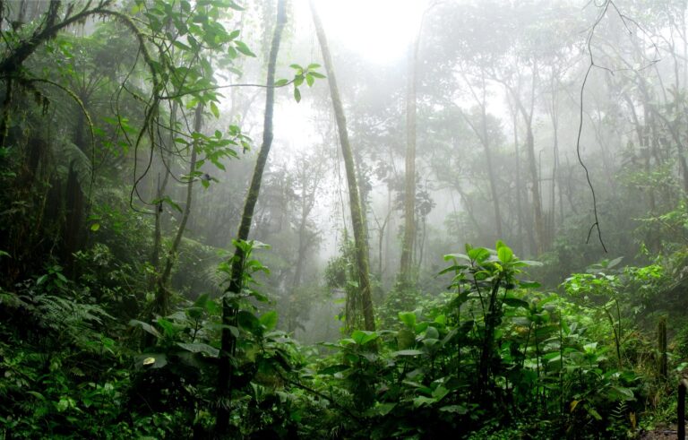 The Amazon Is Reaching a Critical Tipping Point