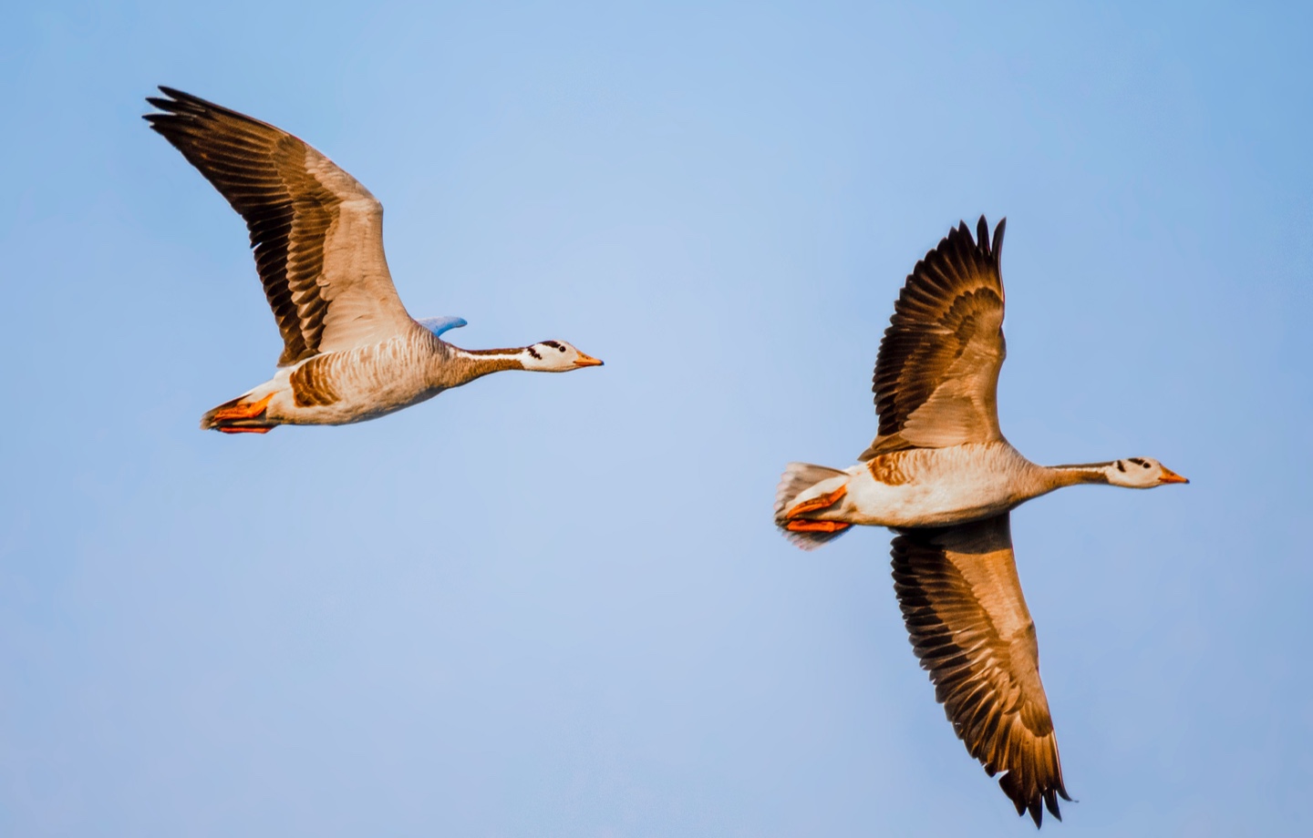 geese flying