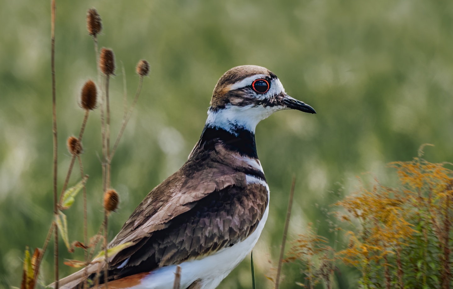 killdeer on the ground