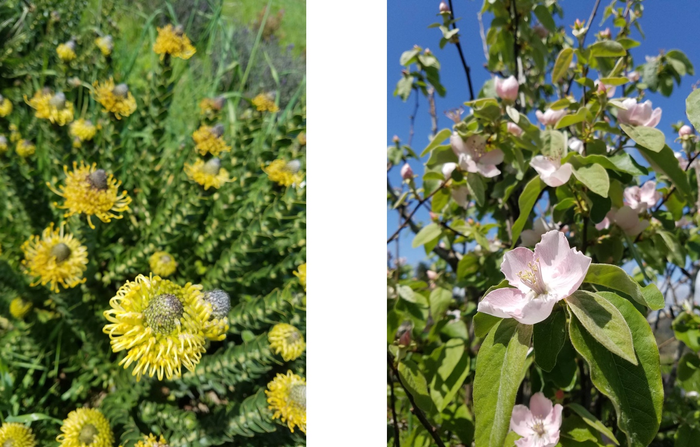 JSM Organics pincushion proteas