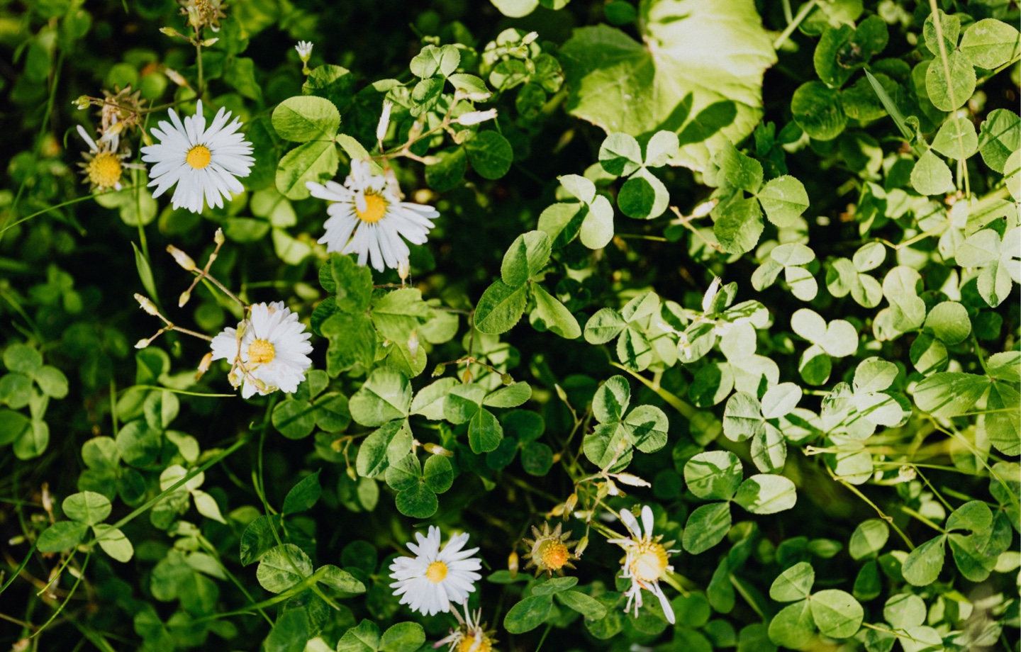 flowering plant with clover leaves