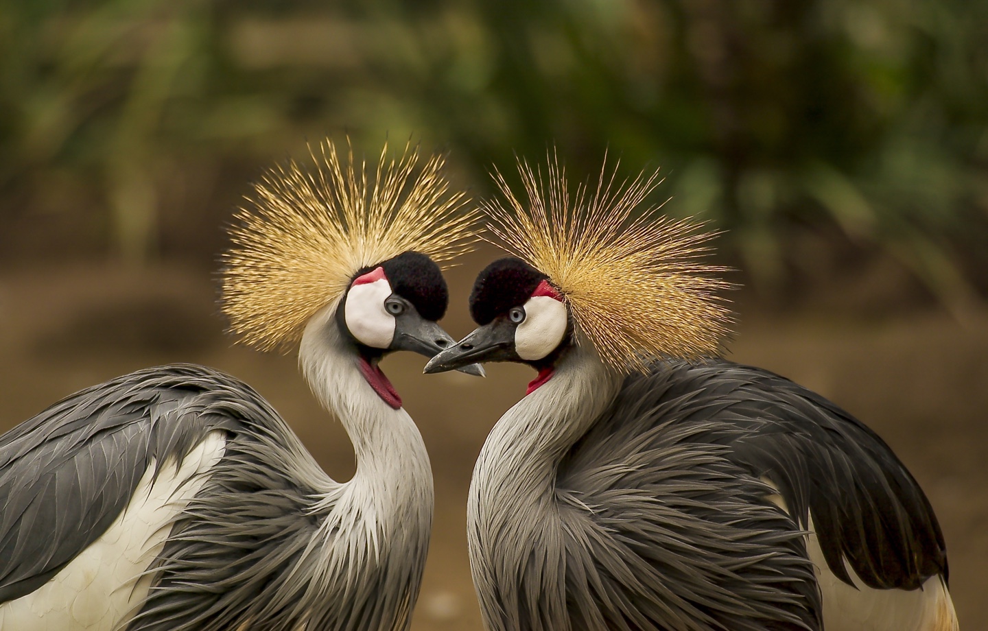 two grey crowned cranes