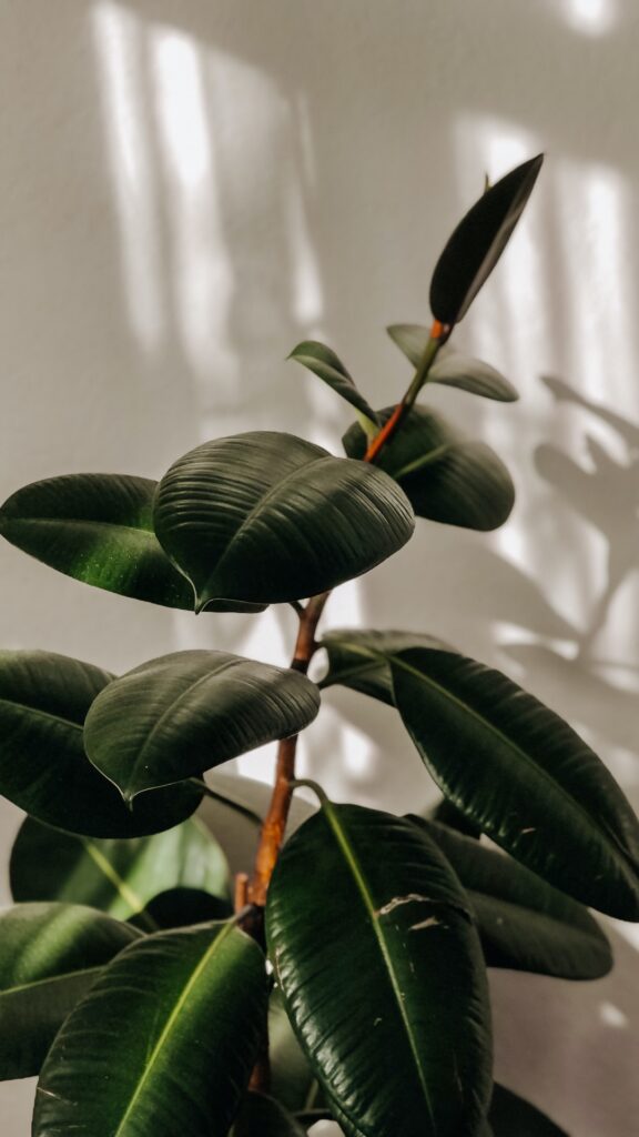 10 Low-Maintenance Houseplants for Cleaner Air | Avocado Green® Magazine