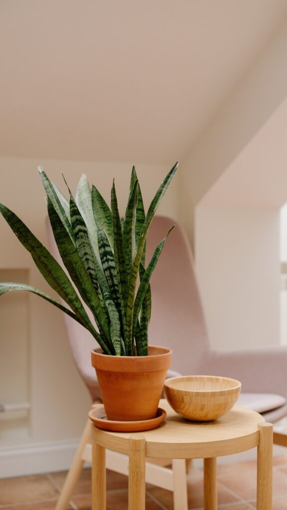 Stunning Low Maintenance Houseplants For Smokers image