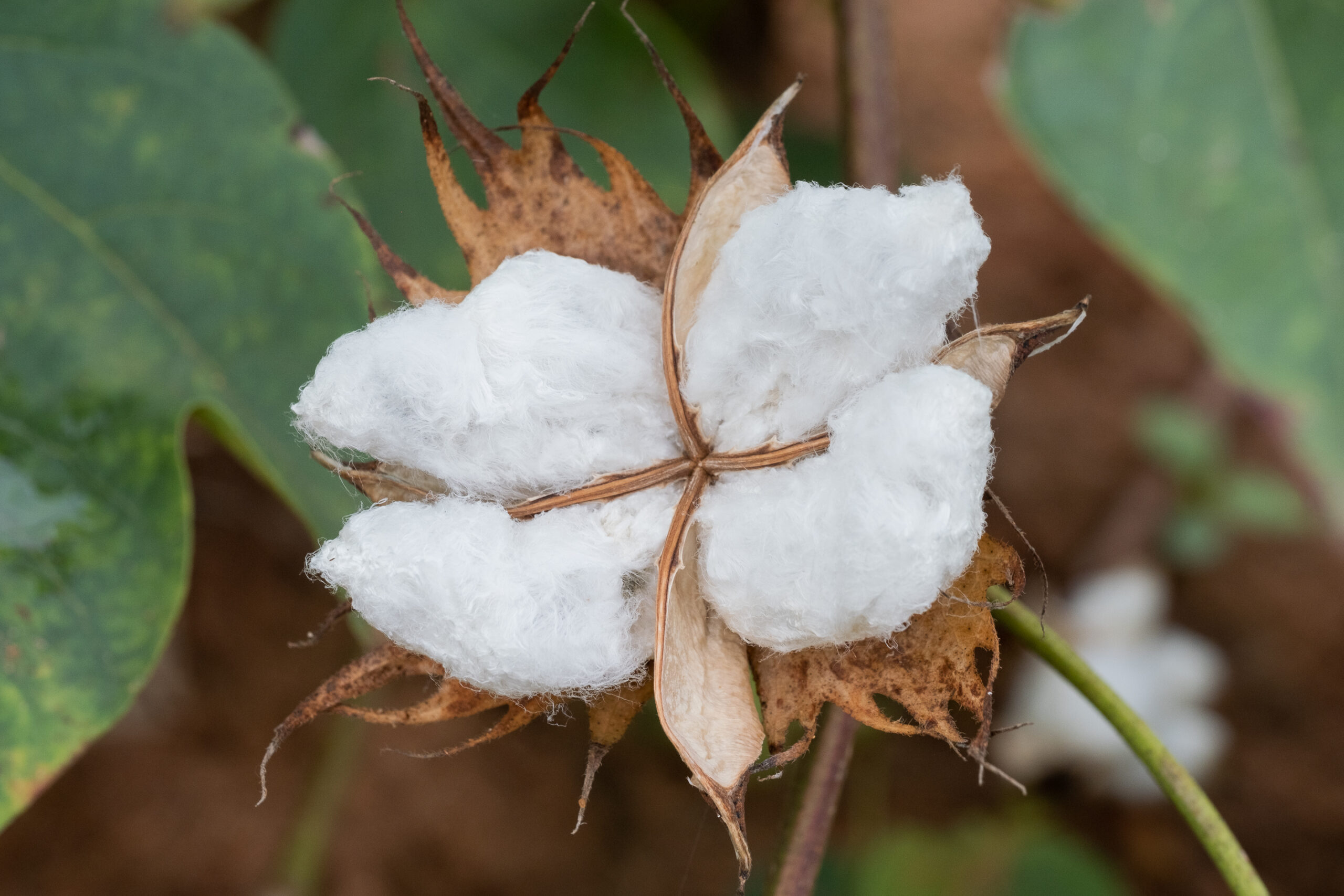 organic cotton flower