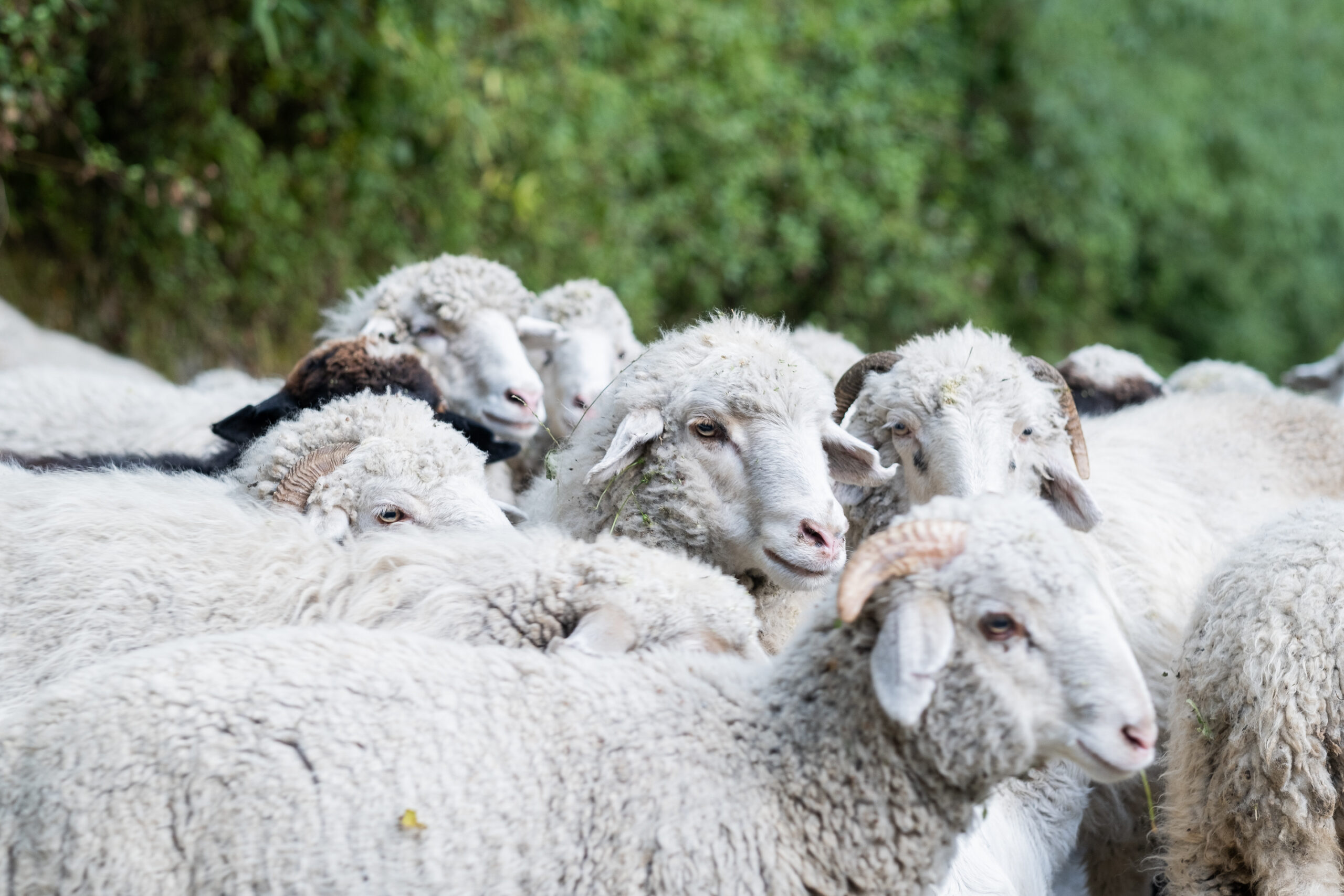 sheep roaming in northern india