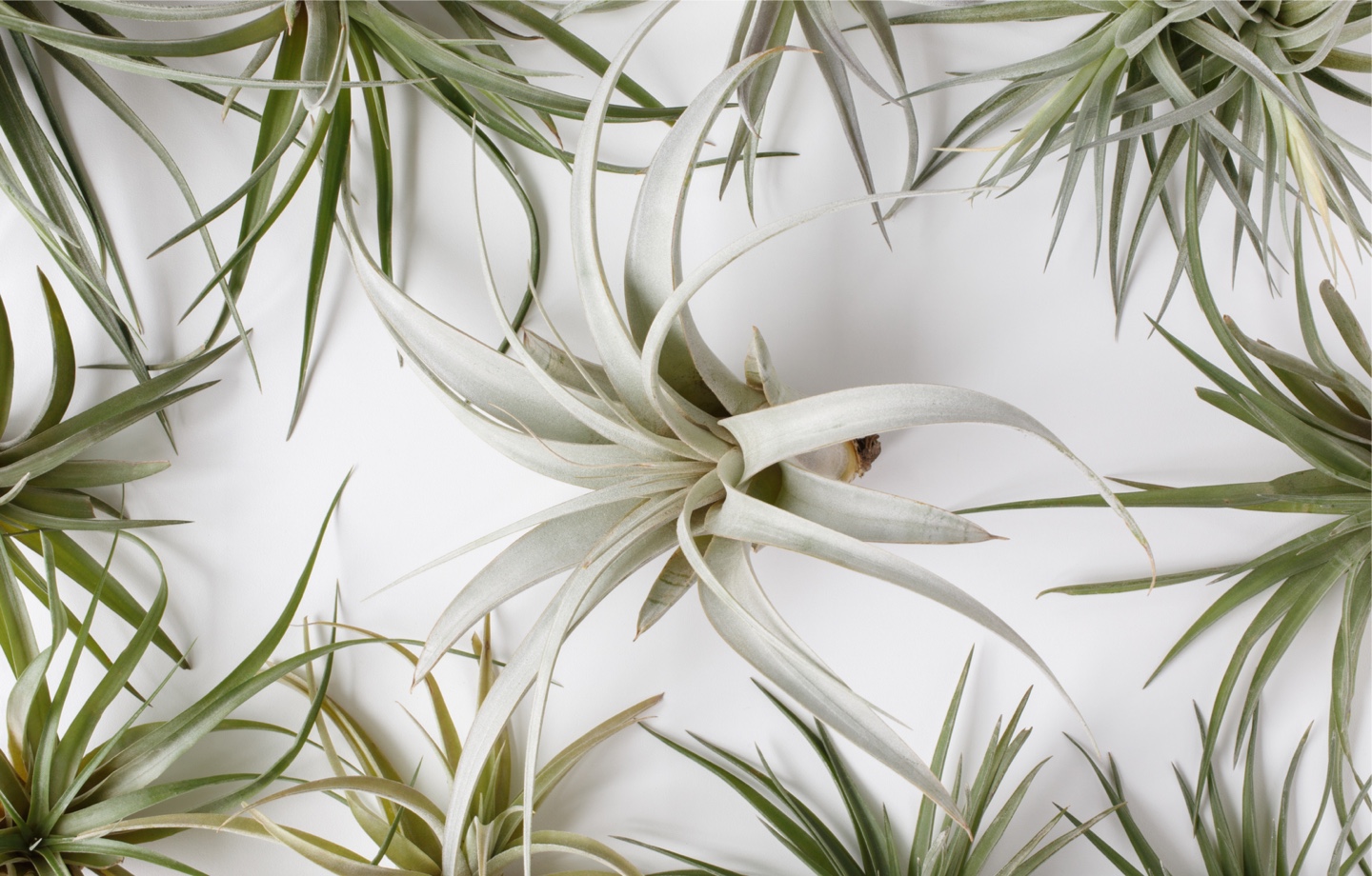 assortment of air plants