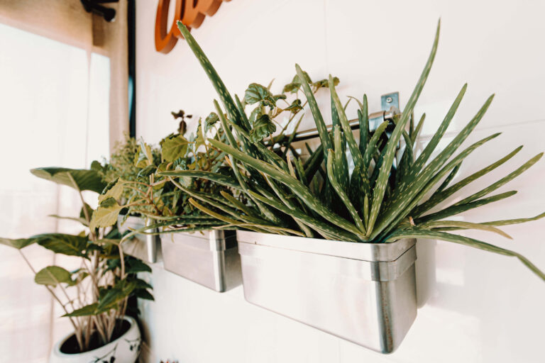How to Make an Indoor Plant Wall