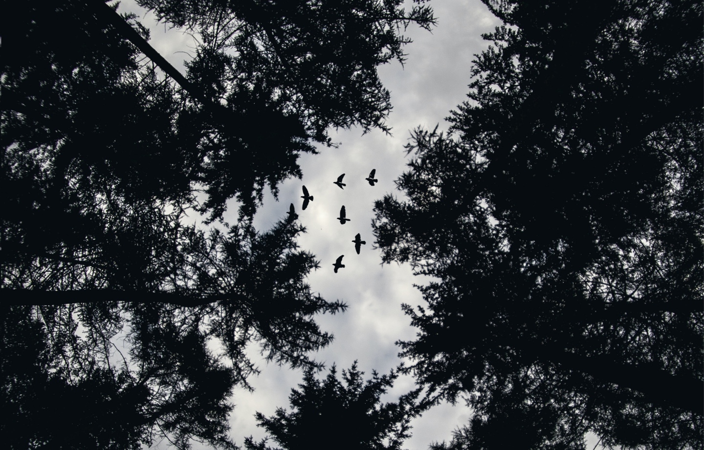 low angle photo of trees and birds flying