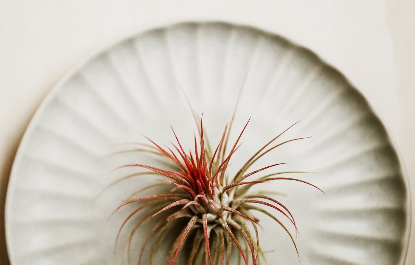 tillandsia air plant
