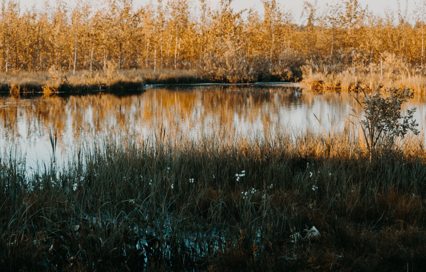 close up of wetlands at sunset