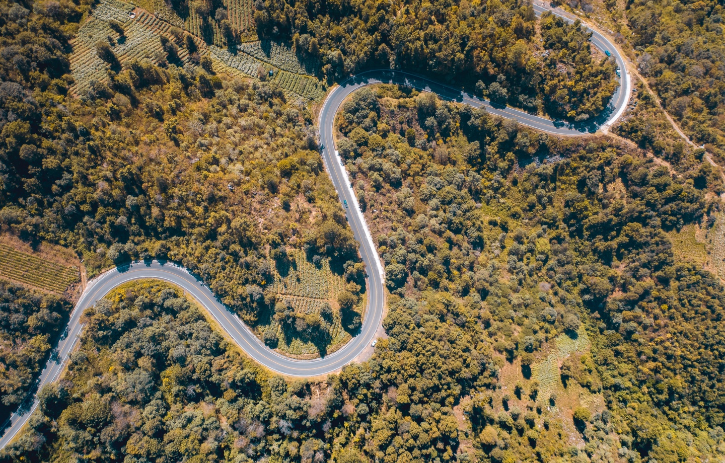 aerial view of road in the middle of trees