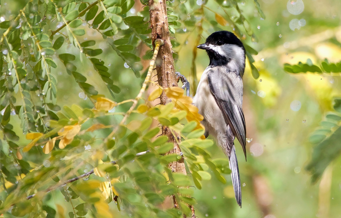 black capped chickadee perched on acacia branch
