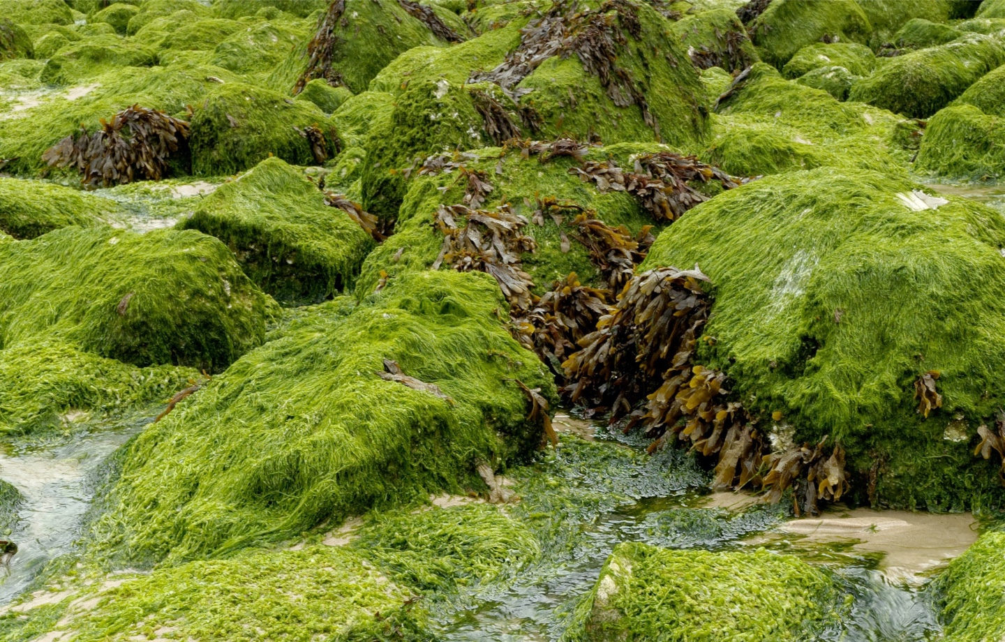 rocks covered in moss and a stream of water