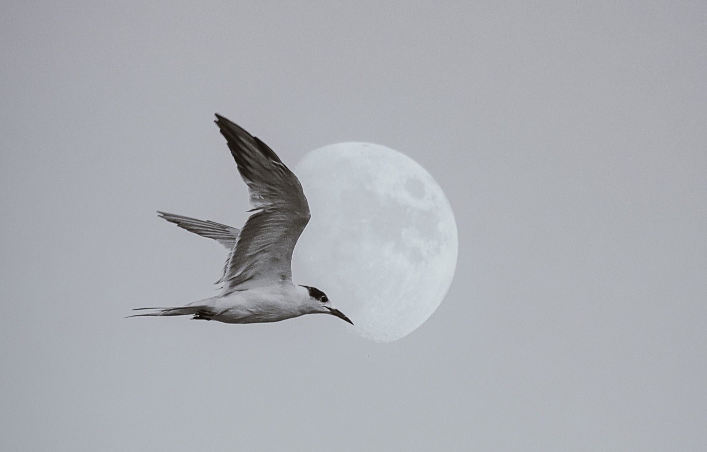 seabird flying over moonrise