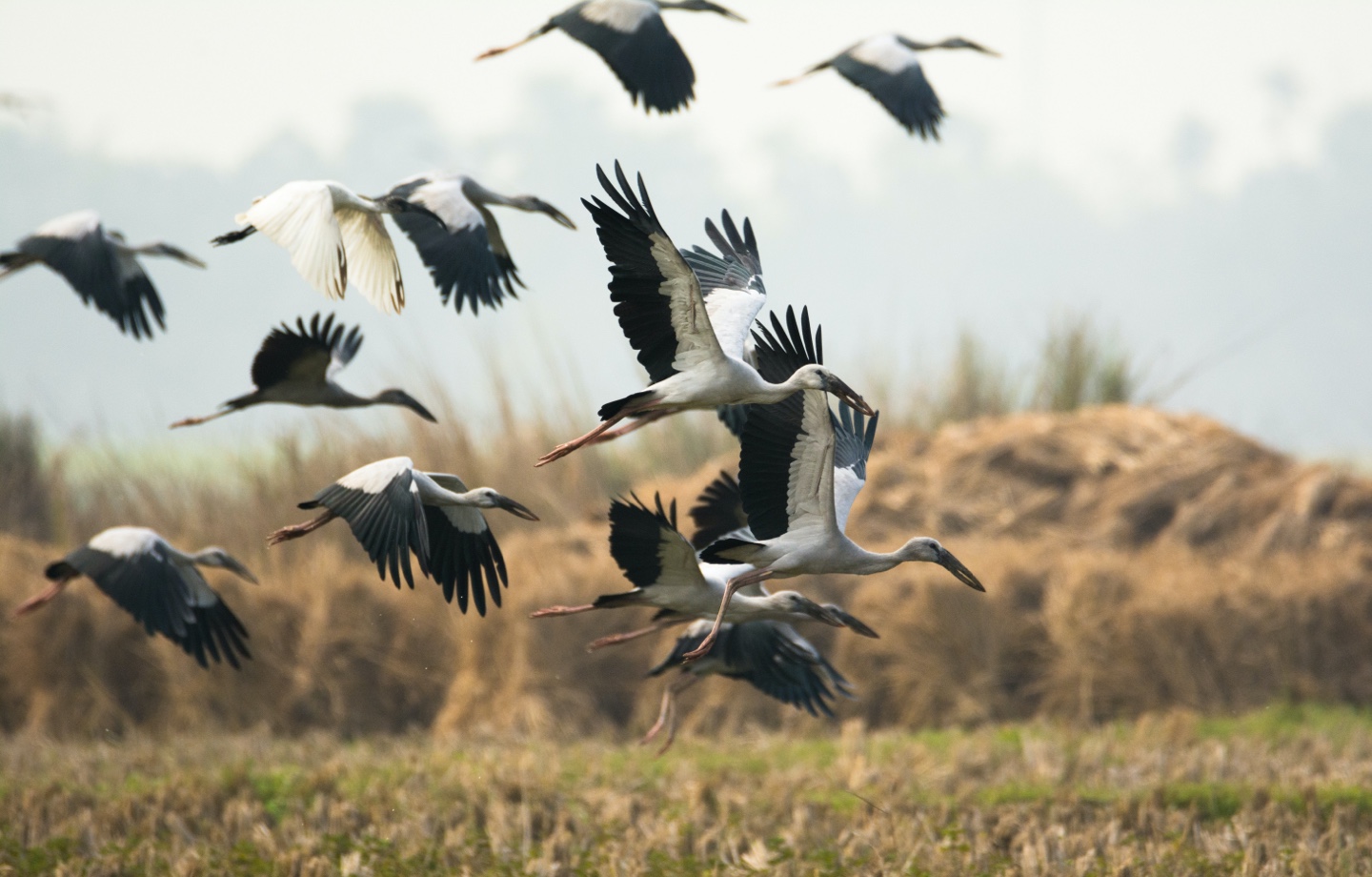 storks flying
