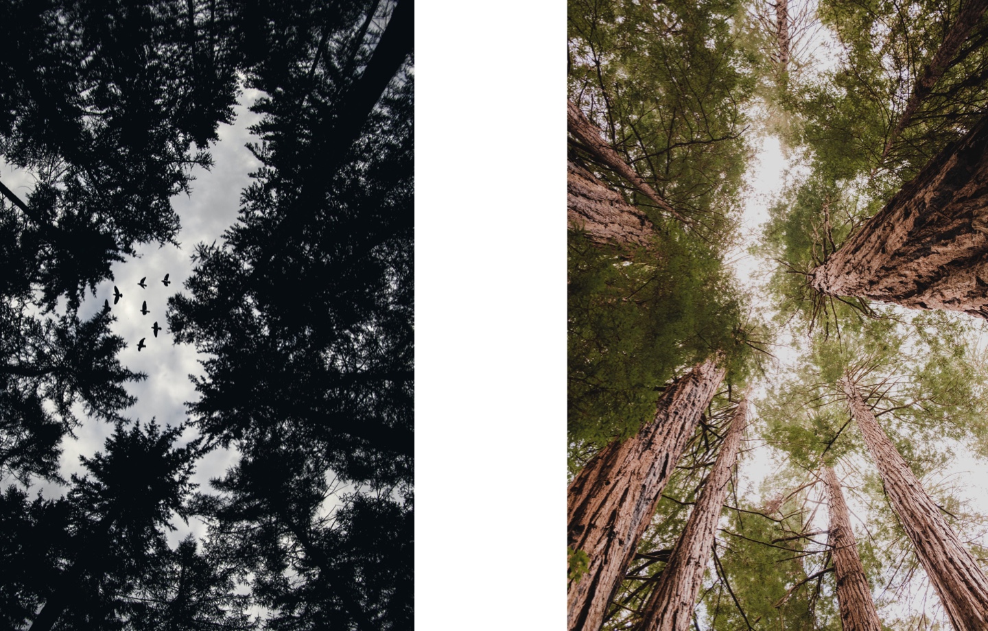 black and white tree canopy juxtaposed with colorful and vibrant tree canopy