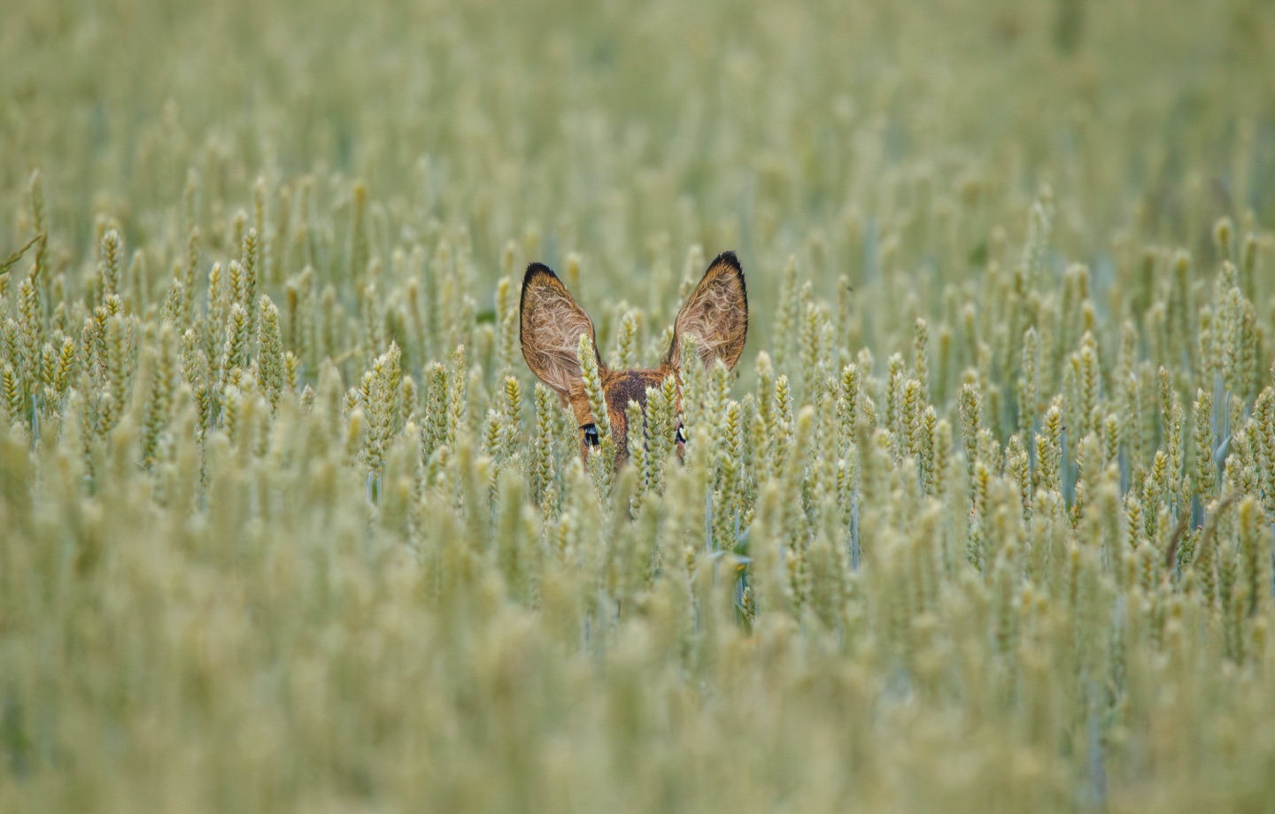 deer hiding in a field