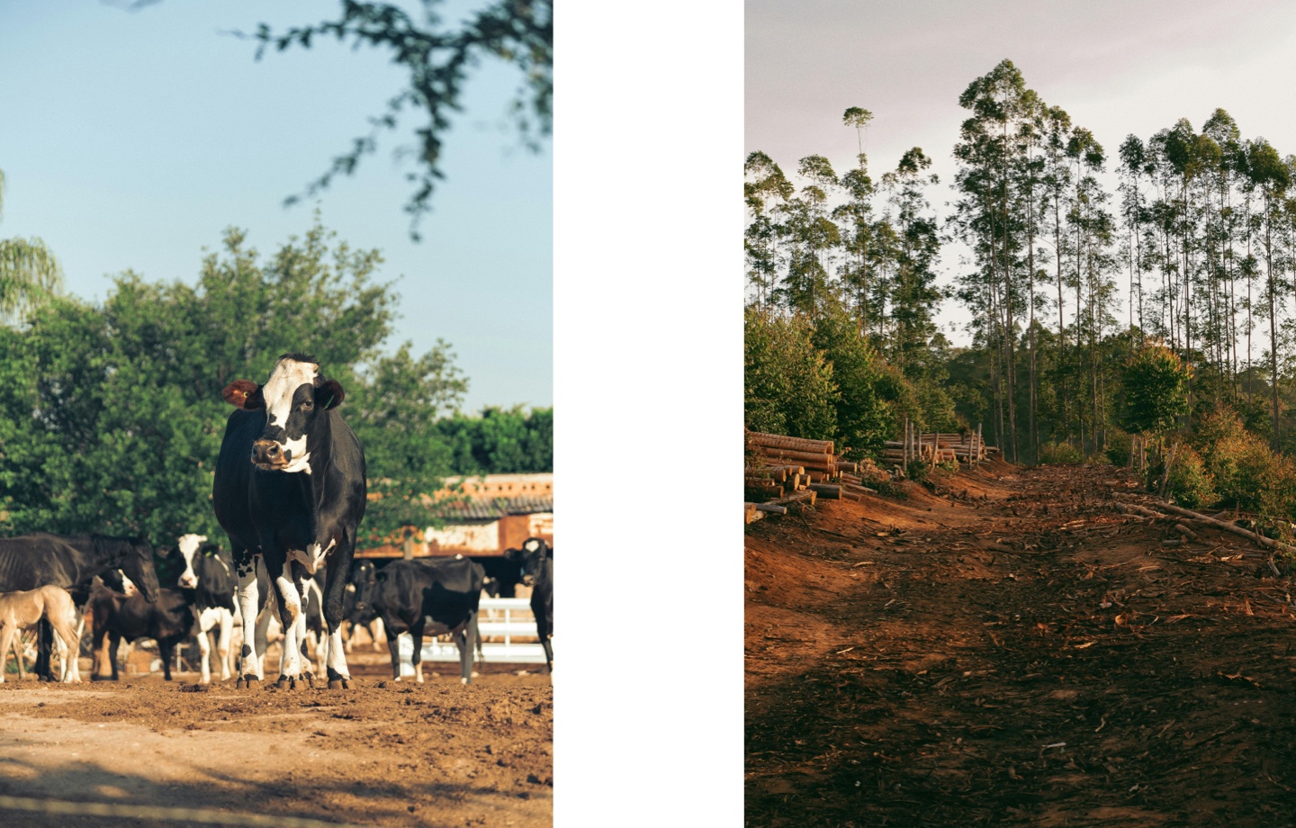 cattle on a ranch and chopped trees in a forest
