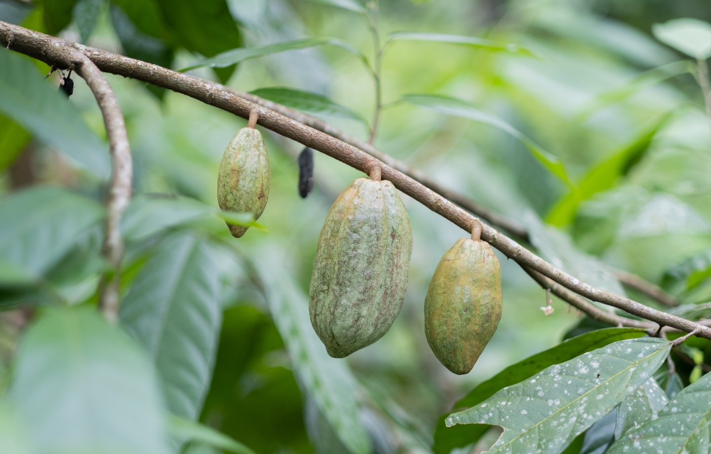 fruit tree pods
