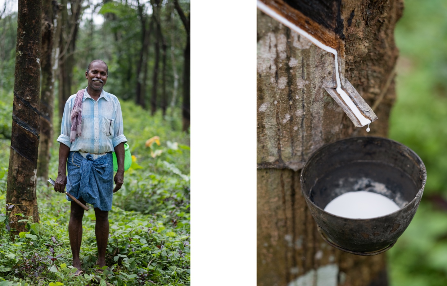 latex farmer and bucket collecting natural latex sap