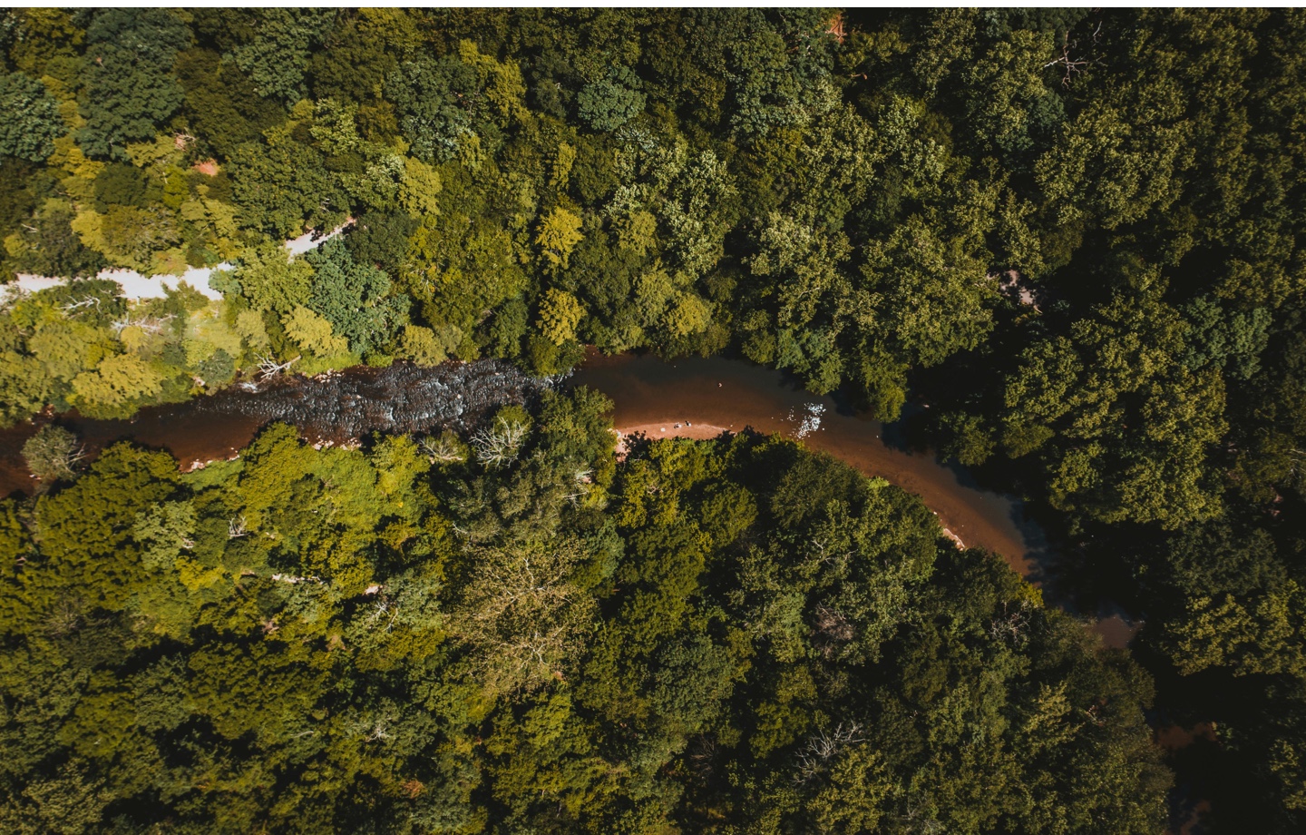 river flowing through green forest