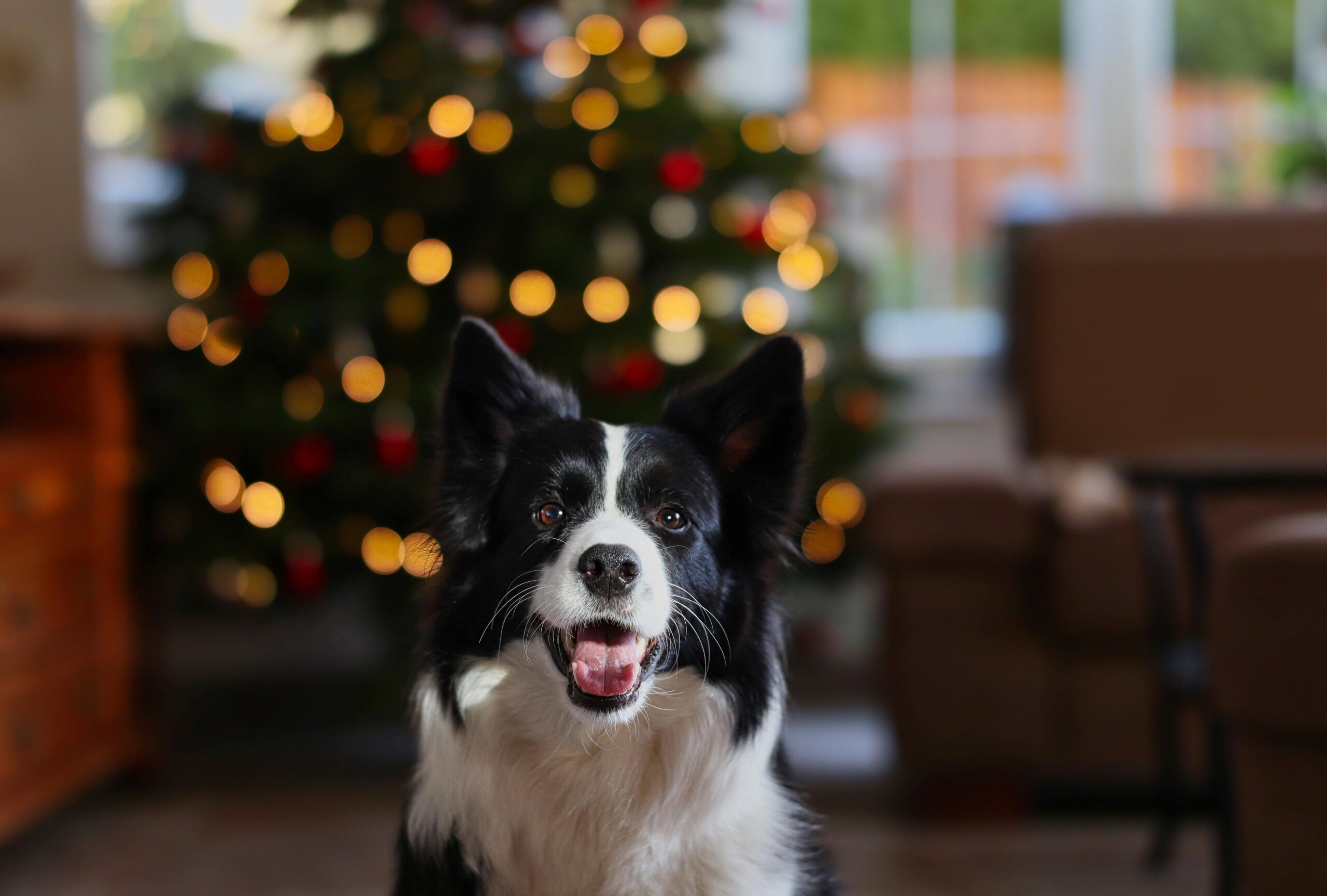 Dog during Christmas