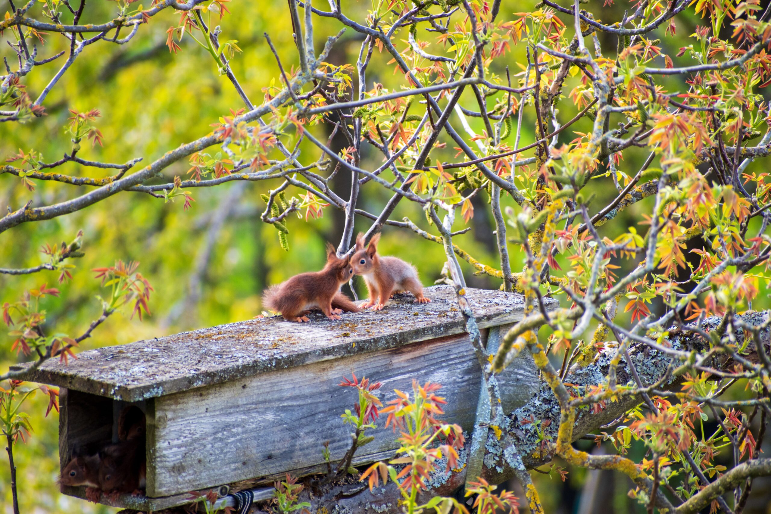 squirrel